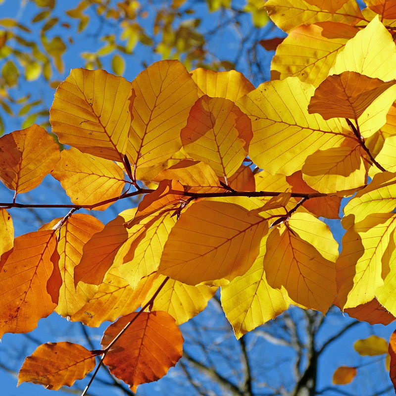 veranstalt-herbst‑1